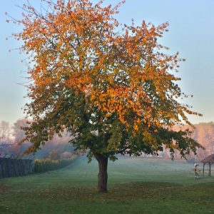 20131109_065132_RichtoneHDR