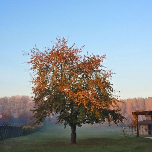 20131109_065151_RichtoneHDR