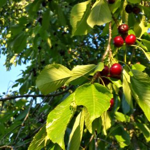 20140606_192301_RichtoneHDR